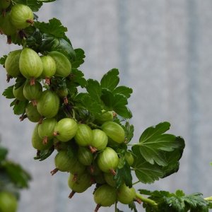Egreš stromkový zelený (Grossularia uva-crispa) ´HINNONMAKI GREEN´ - stredne skorý, 70-100 cm; voľnokorenný - STROMČEKOVÝ/ NA KMIENKU